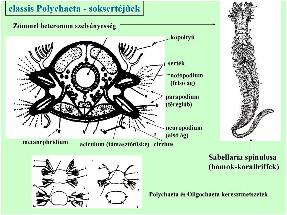 metanephridium neuropodium (alsó ág) aciculum (támasztótüske) cirrhus