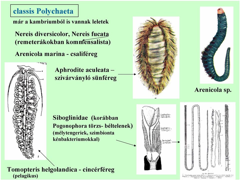 szivárványló sünféreg Arenicola sp.