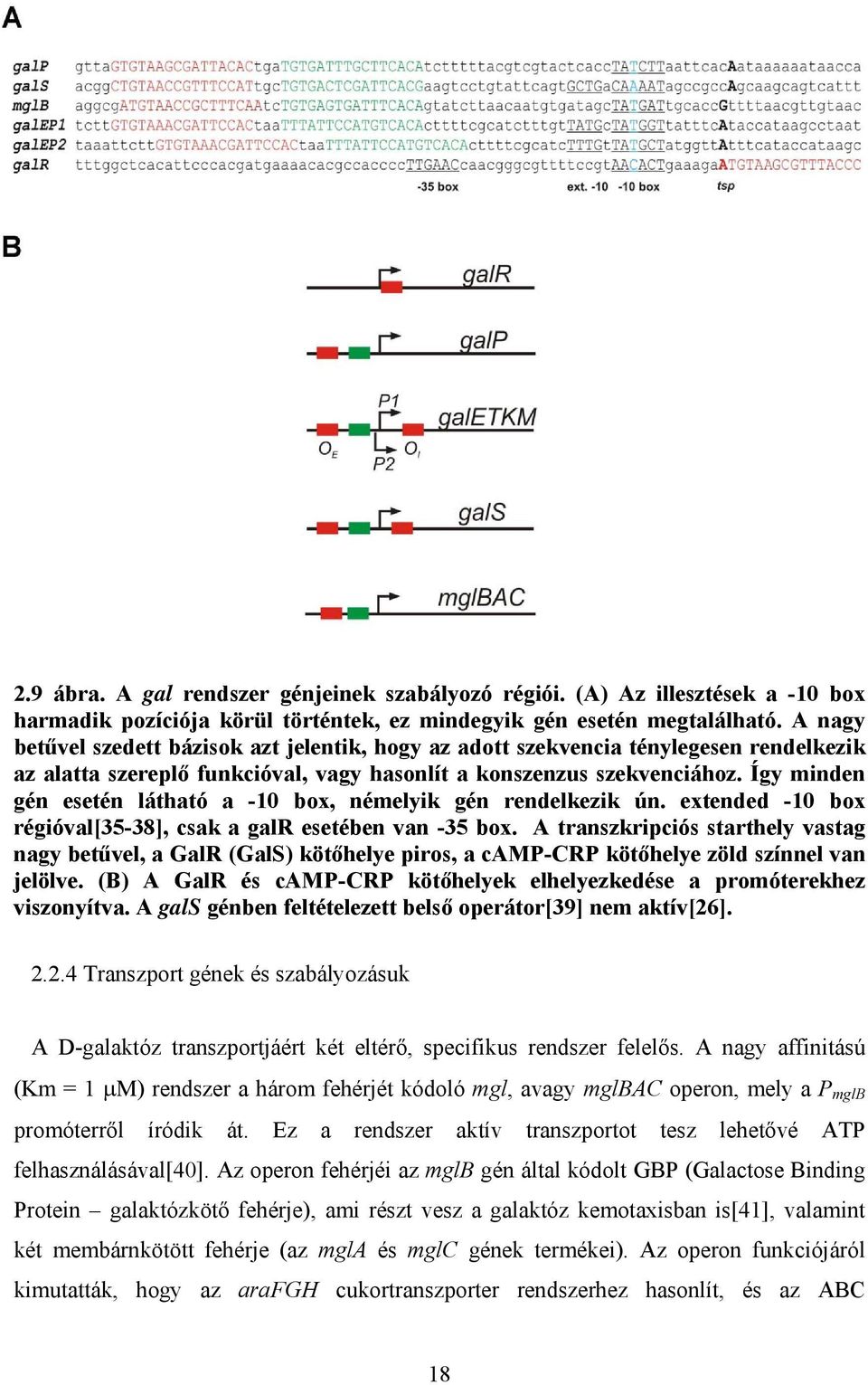 Így minden gén esetén látható a -10 box némelyik gén rendelkezik ún. extended -10 box régióval[35-38] csak a galr esetében van -35 box.