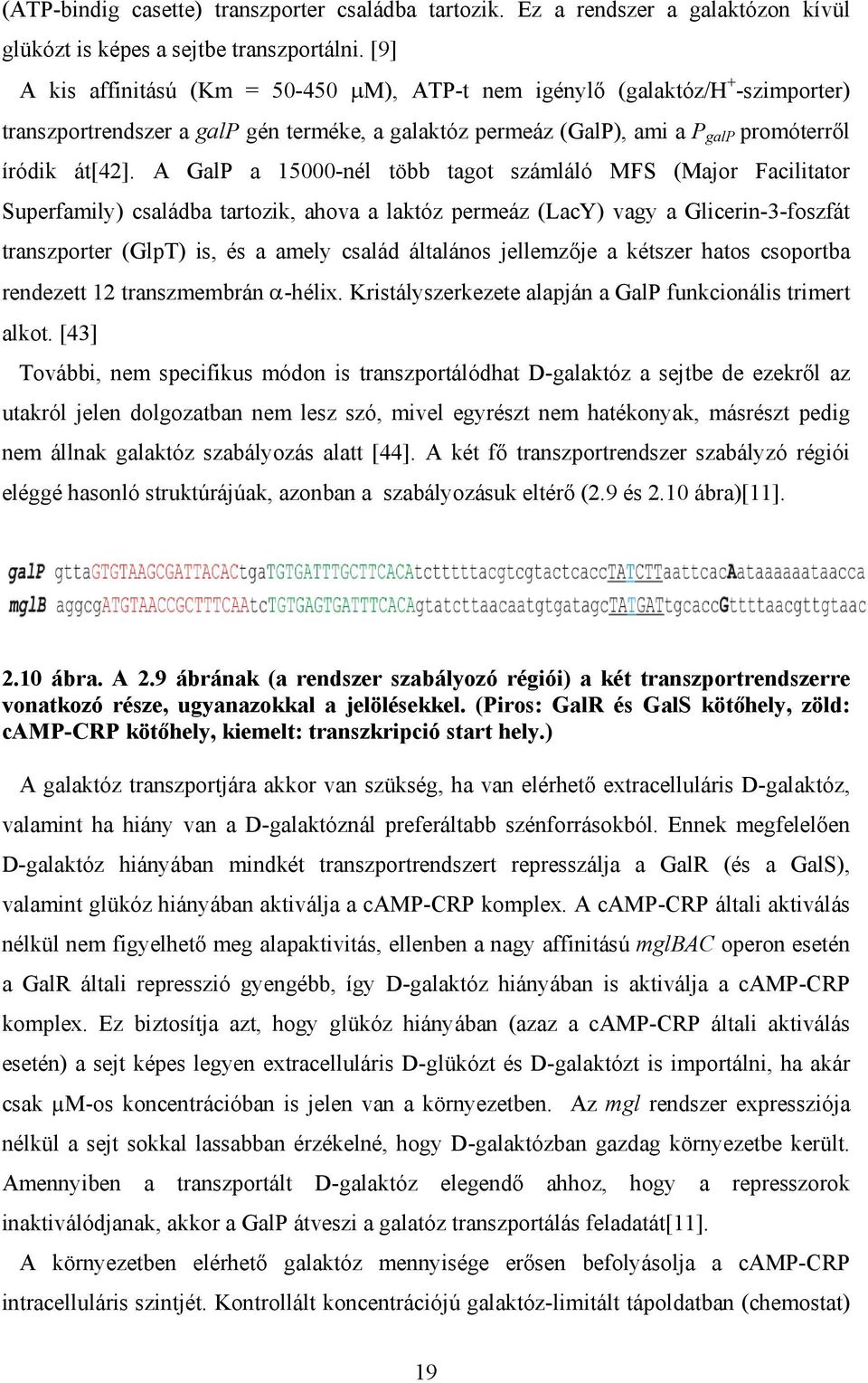 A GalP a 15000-nél több tagot számláló MFS (Major Facilitator Superfamily) családba tartozik ahova a laktóz permeáz (LacY) vagy a Glicerin-3-foszfát transzporter (GlpT) is és a amely család általános