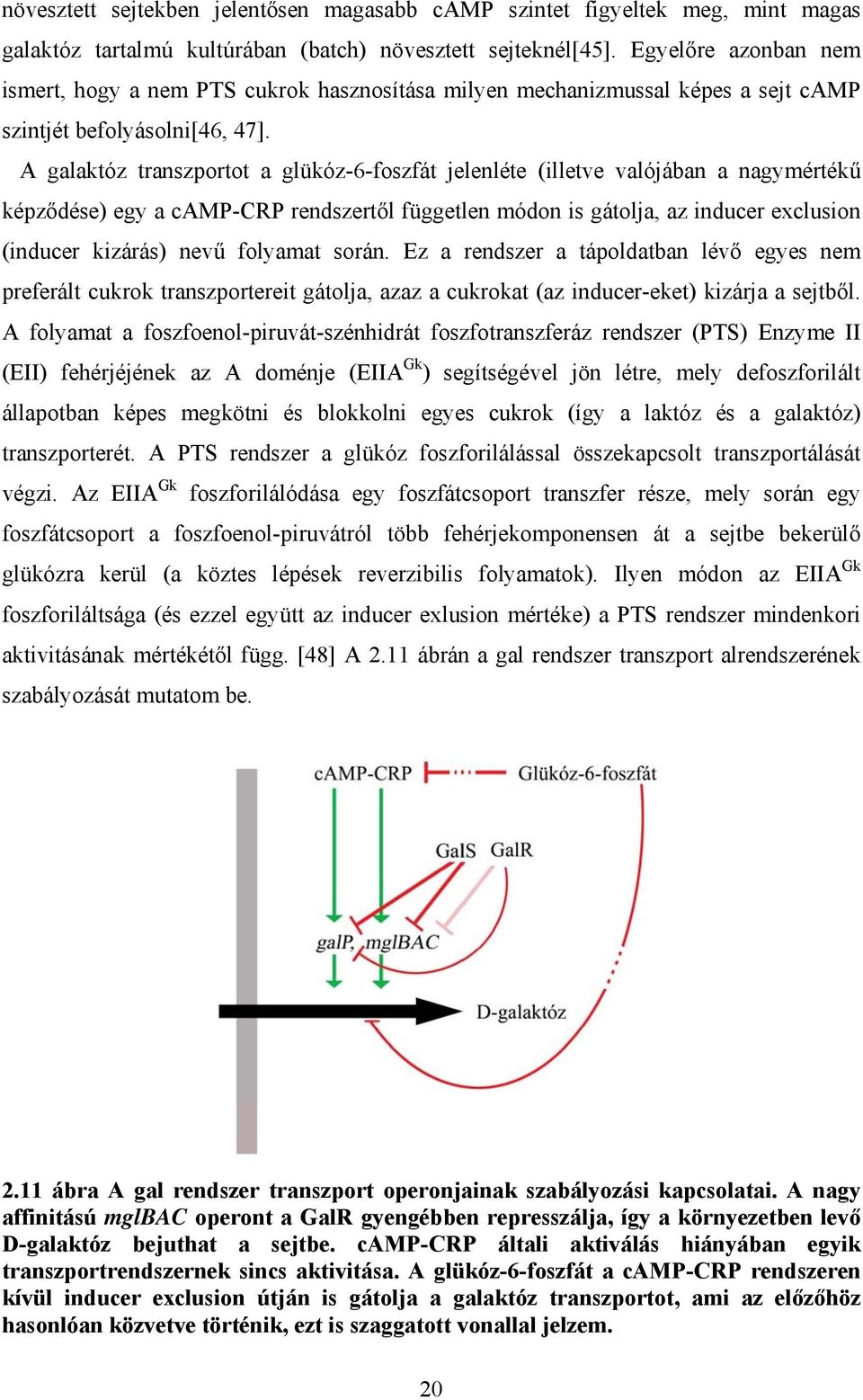 A galaktóz transzportot a glükóz-6-foszfát jelenléte (illetve valójában a nagymértékű képződése) egy a camp-crp rendszertől független módon is gátolja az inducer exclusion (inducer kizárás) nevű