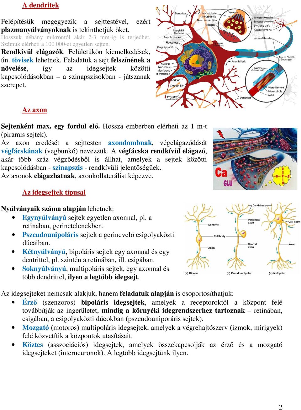 Az axon Sejtenként max. egy fordul elő. Hossza emberben elérheti az 1 m-t (piramis sejtek). Az axon eredését a sejttesten axondombnak, végelágazódását végfácskának (végbunkó) nevezzük.