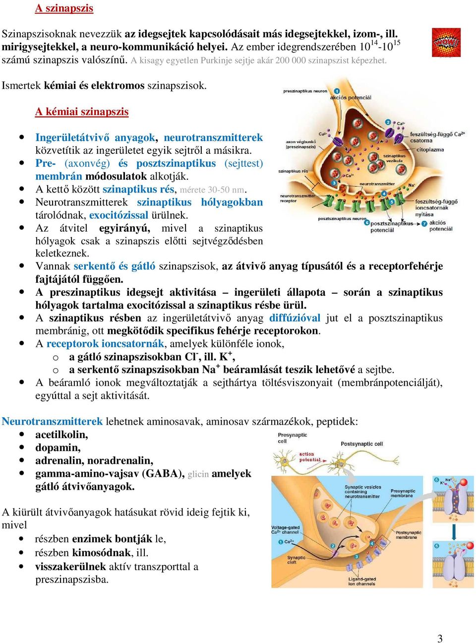 A kémiai szinapszis Ingerületátvivő anyagok, neurotranszmitterek közvetítik az ingerületet egyik sejtről a másikra. Pre- (axonvég) és posztszinaptikus (sejttest) membrán módosulatok alkotják.