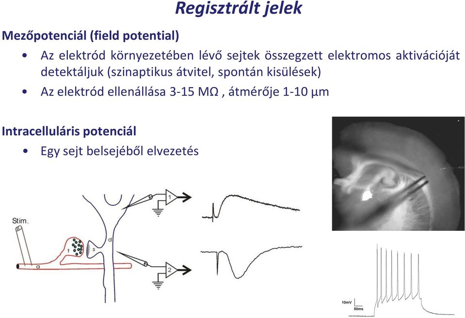 detektáljuk (szinaptikus átvitel, spontán kisülések) Az elektród