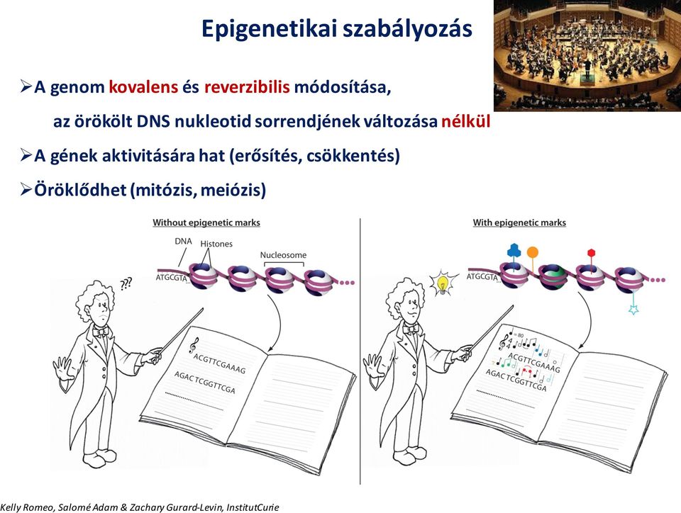 ØA gének aktivitására hat (erősítés, csökkentés) ØÖröklődhet