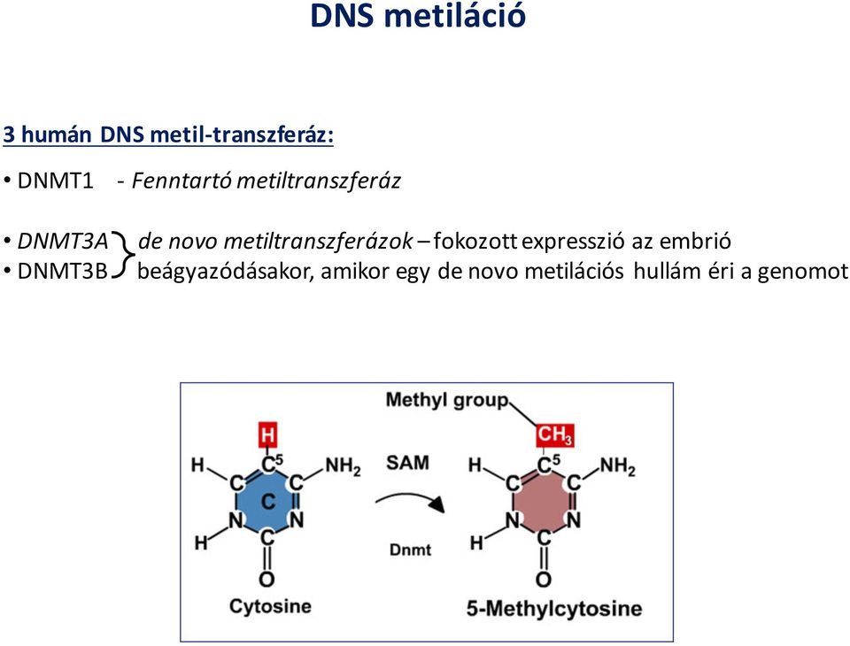 metiltranszferázok fokozott expresszió az embrió