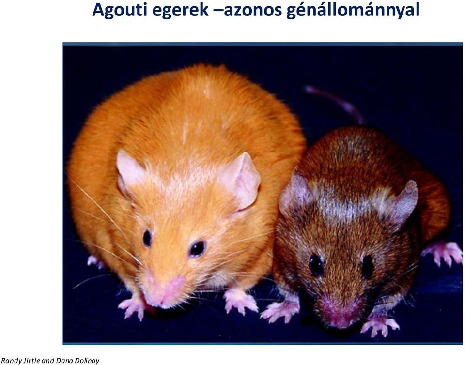 Agouti egerek