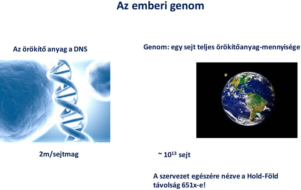 örökítőanyag-mennyisége 2m/sejtmag ~ 10