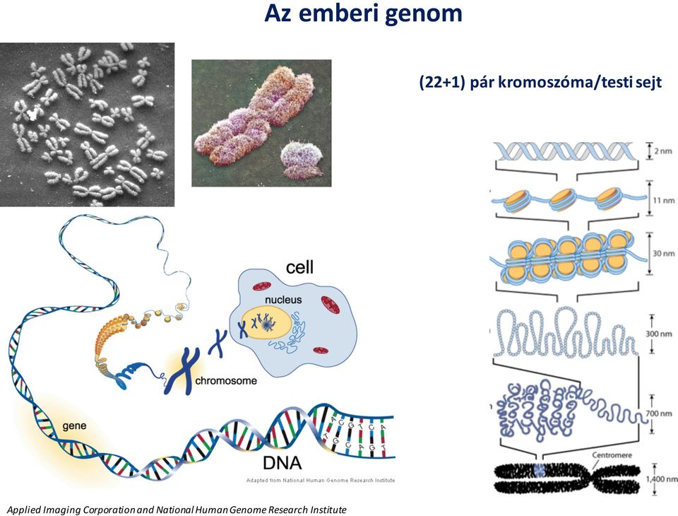 Research Institute Az emberi