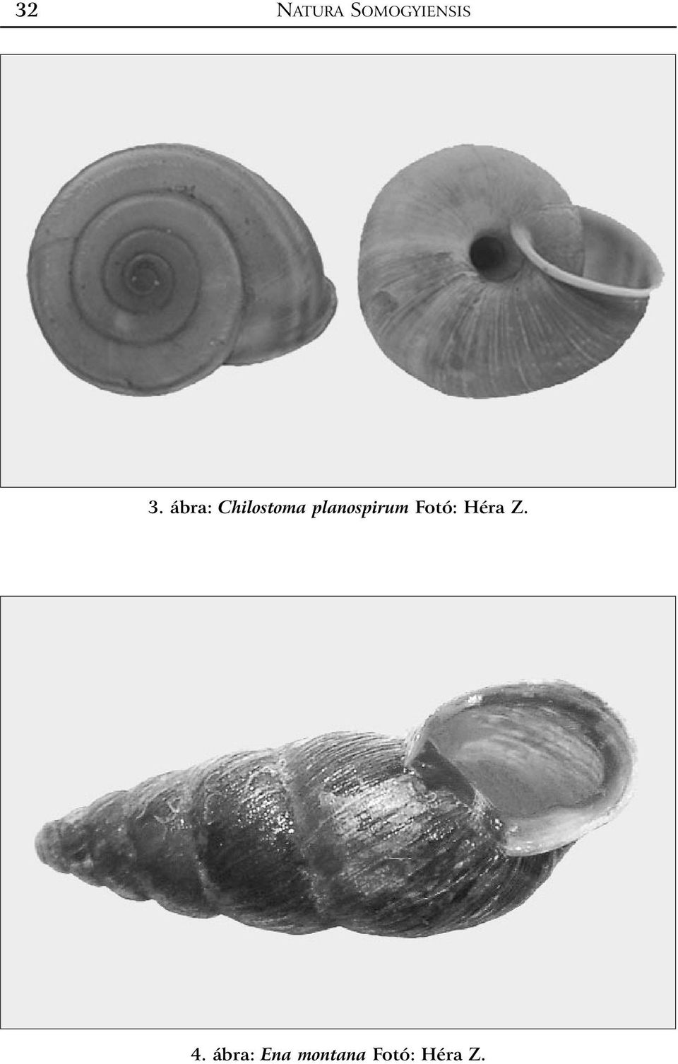 planospirum Fotó: Héra Z.