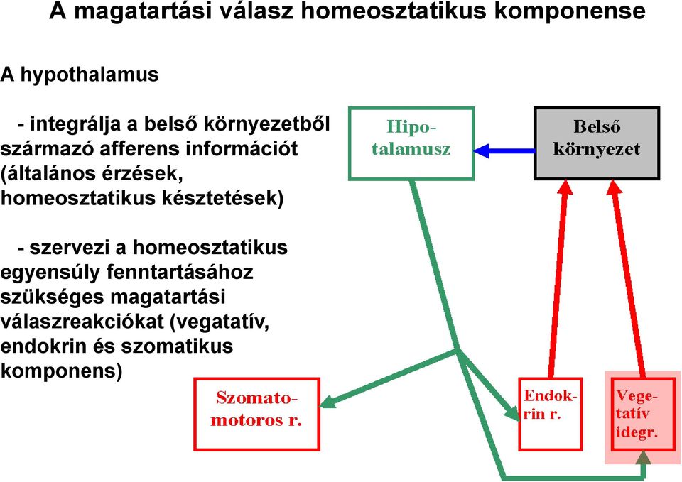 homeosztatikus késztetések) - szervezi a homeosztatikus egyensúly