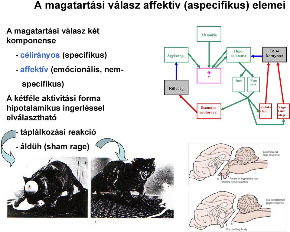 (emócionális, nem- specifikus) A kétféle aktivitási forma