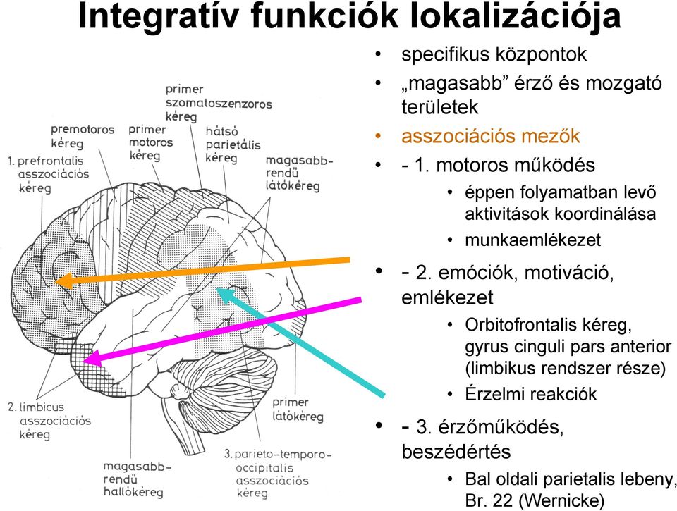 motoros működés éppen folyamatban levő aktivitások koordinálása munkaemlékezet - 2.