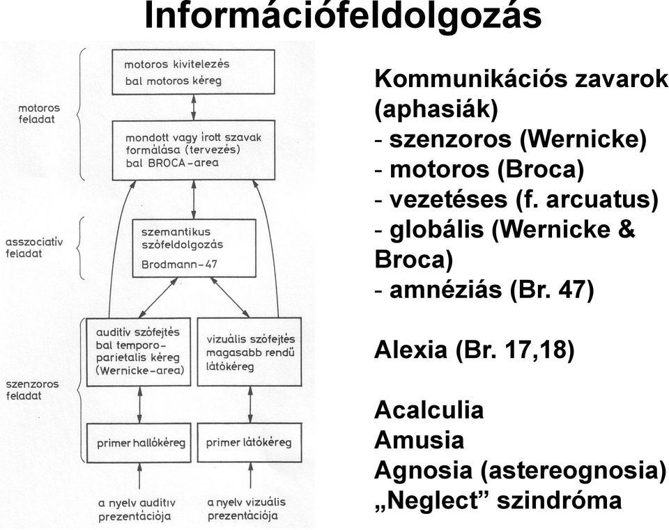 arcuatus) - globális (Wernicke & Broca) - amnéziás (Br.