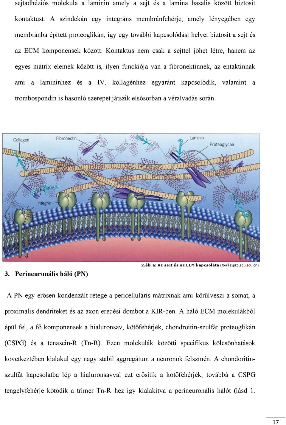 Kontaktus nem csak a sejttel jöhet létre, hanem az egyes mátrix elemek között is, ilyen funckiója van a fibronektinnek, az entaktinnak ami a lamininhez és a IV.