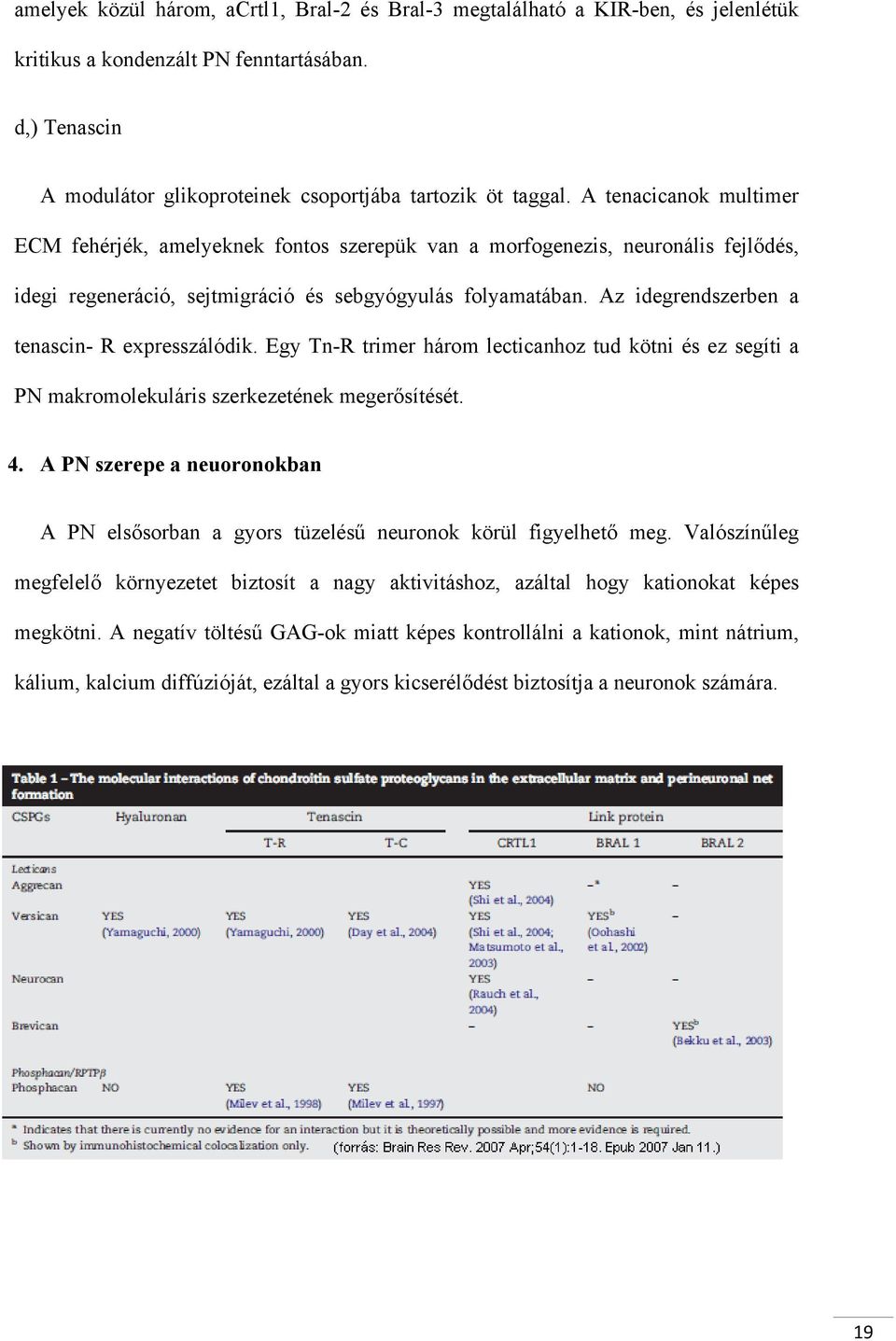 Az idegrendszerben a tenascin- R expresszálódik. Egy Tn-R trimer három lecticanhoz tud kötni és ez segíti a PN makromolekuláris szerkezetének megerősítését. 4.