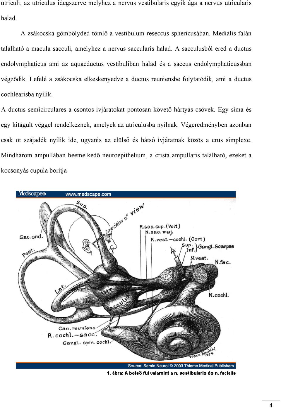 A sacculusból ered a ductus endolymphaticus ami az aquaeductus vestibuliban halad és a saccus endolymphaticussban végződik.