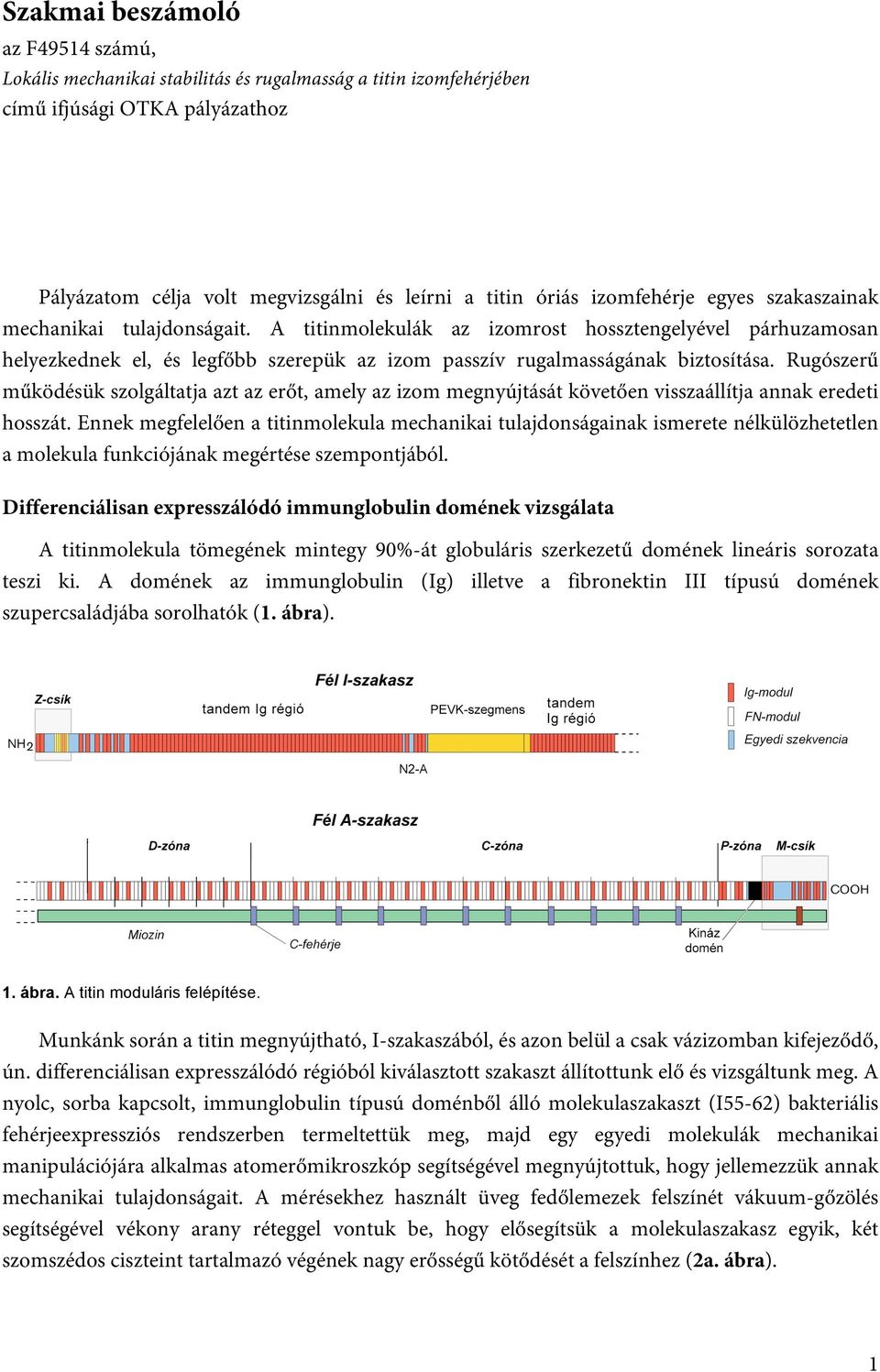 Rugószerű működésük szolgáltatja azt az erőt, amely az izom megnyújtását követően visszaállítja annak eredeti hosszát.