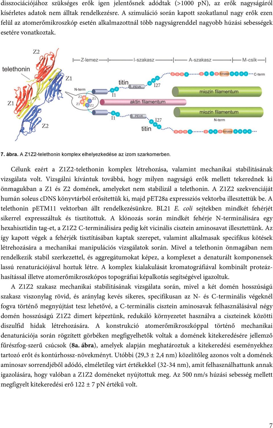 A Z1Z2-telethonin komplex elhelyezkedése az izom szarkomerben. Célunk ezért a Z1Z2-telethonin komplex létrehozása, valamint mechanikai stabilitásának vizsgálata volt.