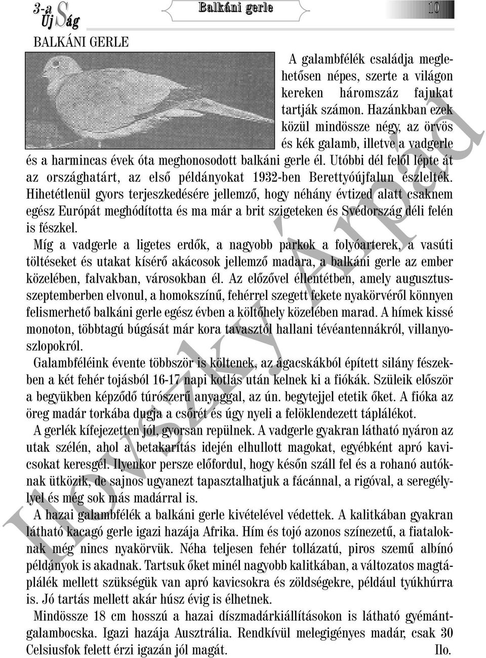 Utóbbi dél felõl lépte át az országhatárt, az elsõ példányokat 1932-ben Berettyóújfalun észlelték.