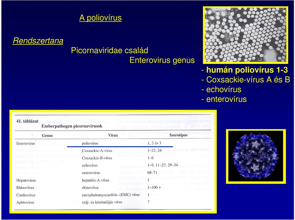 genus - humán poliovírus 1-3 -