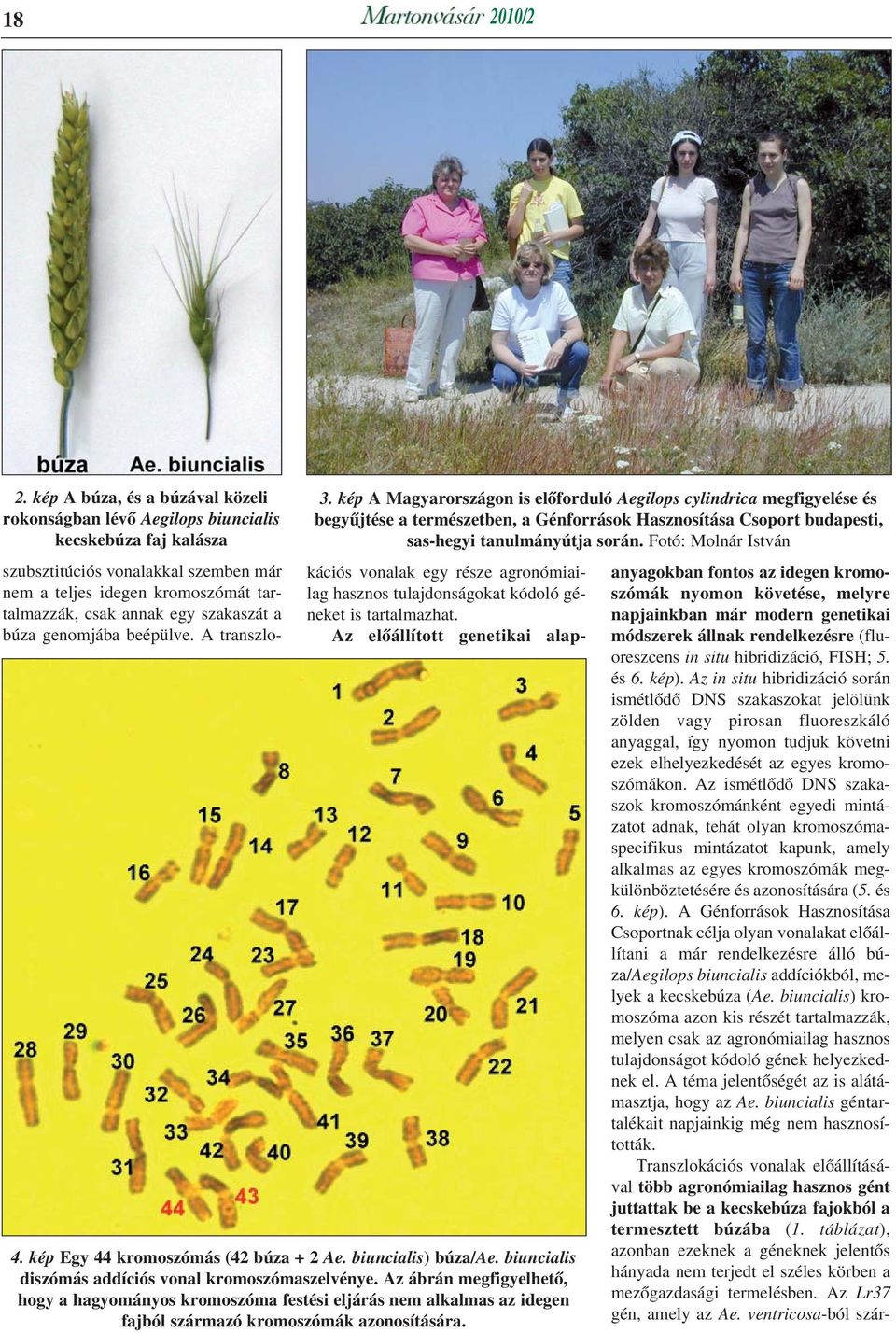 szakaszát a búza genomjába beépülve. A transzlokációs vonalak egy része agronómiailag hasznos tulajdonságokat kódoló géneket is tartalmazhat. Az elõállított genetikai alap- 4.