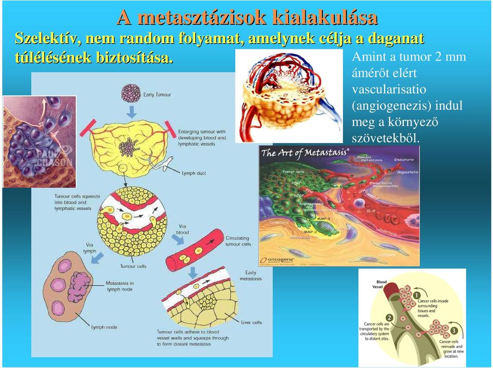 túlélésének biztosítása. sa.