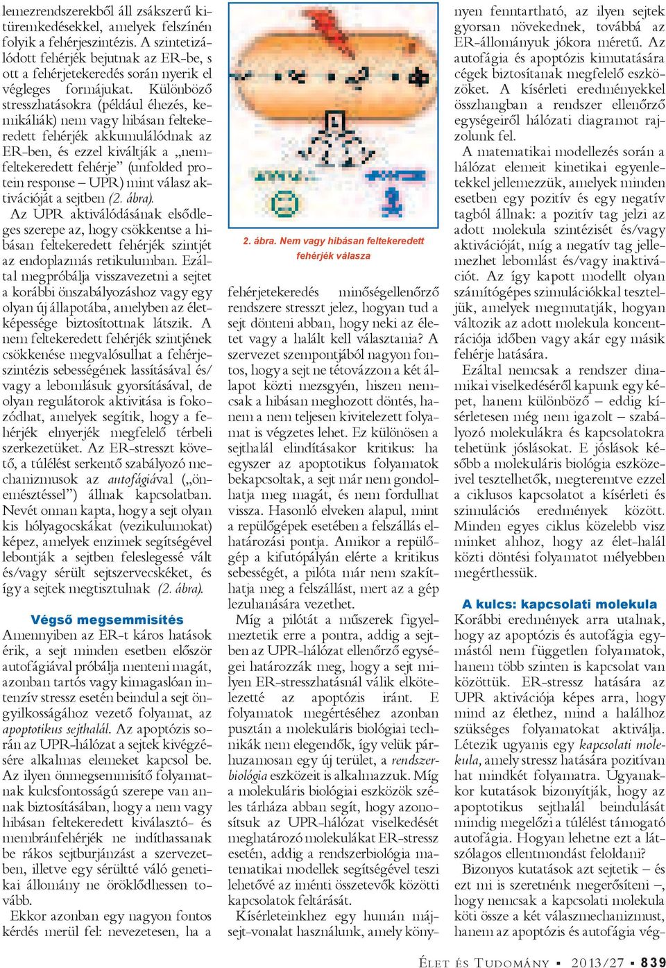 Létezik ugyanis egy kapcsolati molekula, amely stressz hatására pozitívan hat mindkét folyamatra.