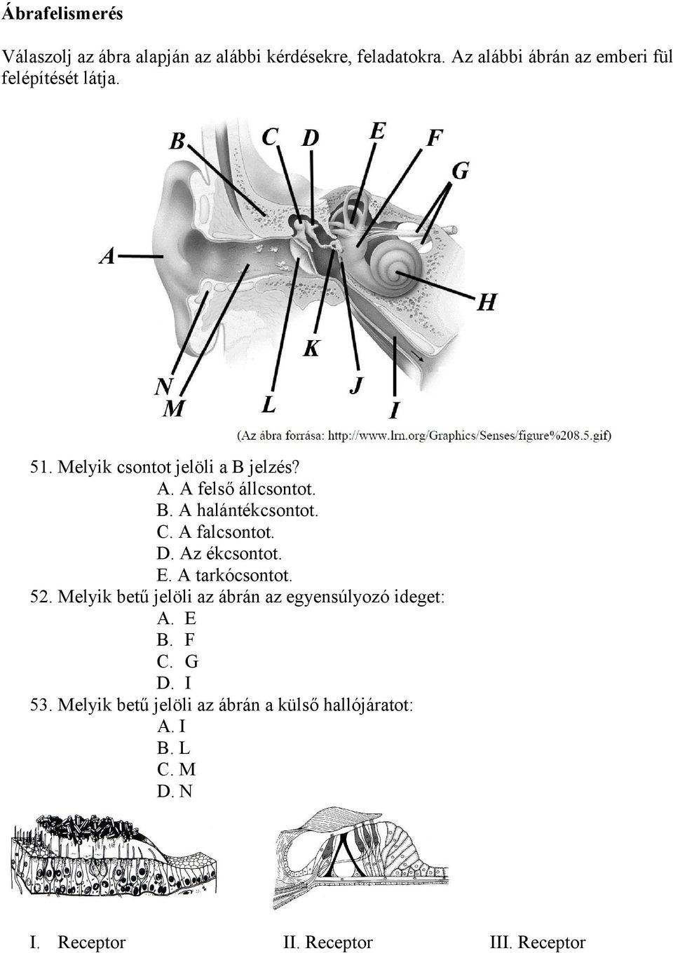 C. A falcsontot. D. Az ékcsontot. E. A tarkócsontot. 52. Melyik betű jelöli az ábrán az egyensúlyozó ideget: A.