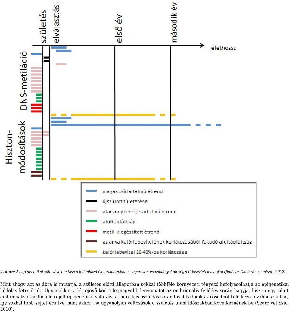Ugyanakkor a létrejövő kód a legnagyobb lenyomatot az embrionális fejlődés során hagyja, hiszen egy adott embrionális őssejtben létrejött epigenetikai változás, a mitótikus