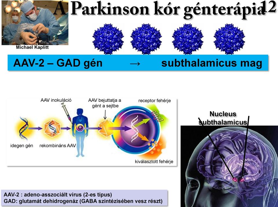 idegen gén rekombináns AAV kiválasztott fehérje AAV-2 :