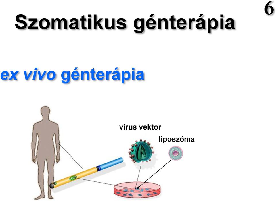 vivo génterápia