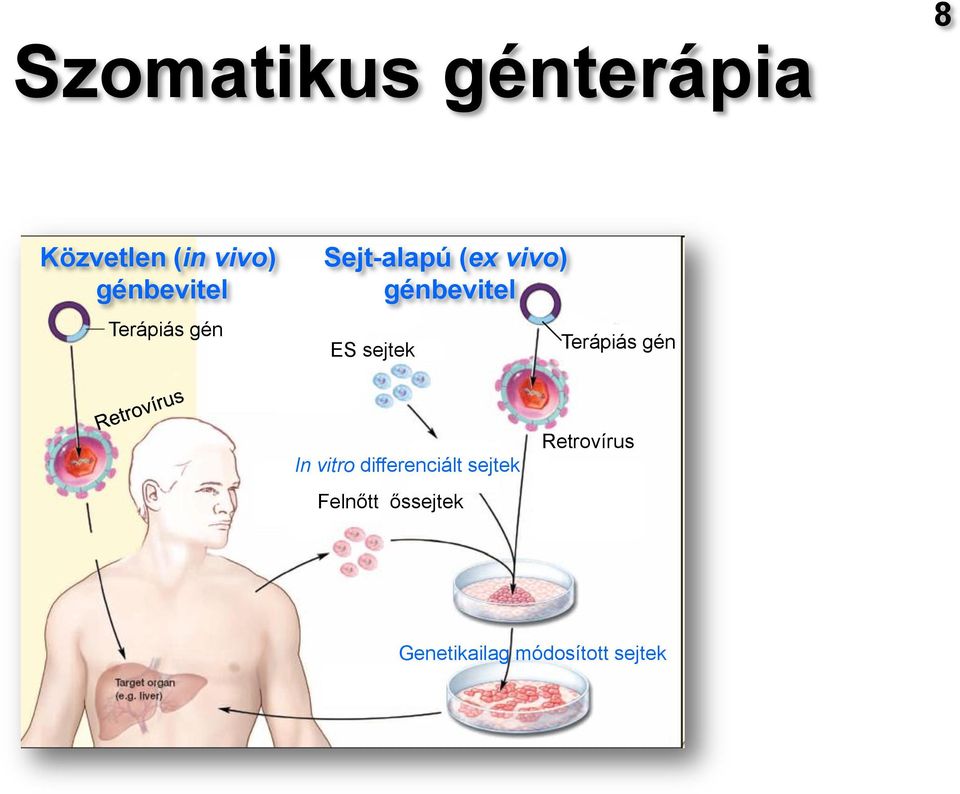 génbevitel ES sejtek Terápiás gén In vitro