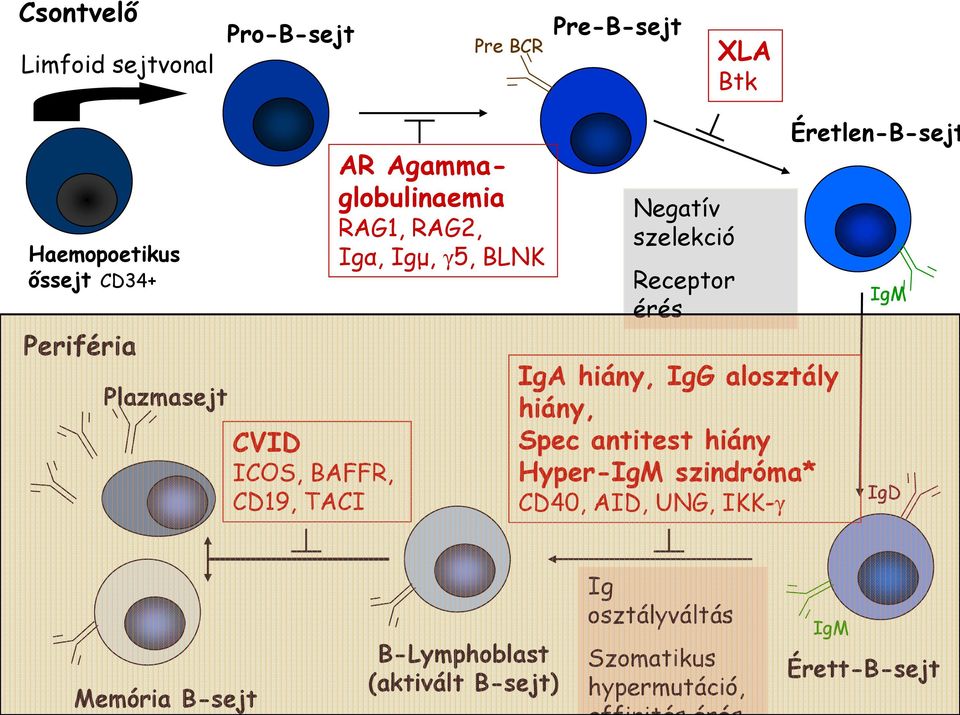 Receptor érés IgA hiány, IgG alosztály hiány, Spec antitest hiány Hyper-IgM szindróma* CD40, AID, UNG, IKK-γ