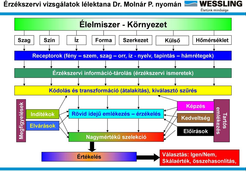 íz - nyelv, tapintás hámrétegek) Érzékszervi információ-tárolás (érzékszervi ismeretek) Kódolás és transzformáció