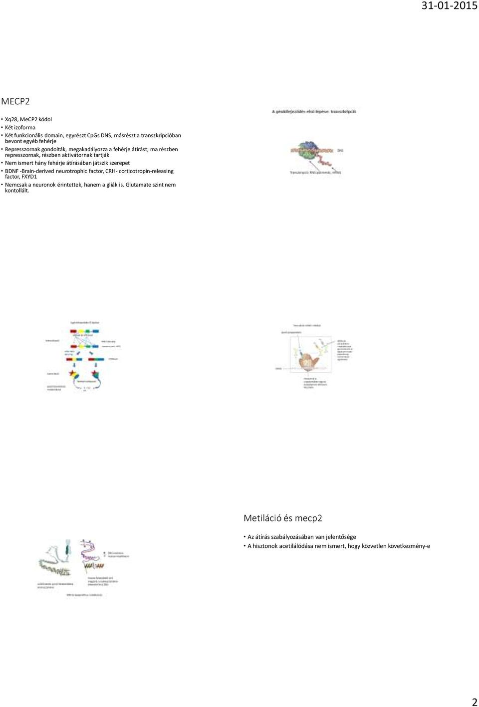 szerepet BDNF -Brain-derived neurotrophic factor, CRH- corticotropin-releasing factor, FXYD1 Nemcsak a neuronok érintettek, hanem a gliák is.