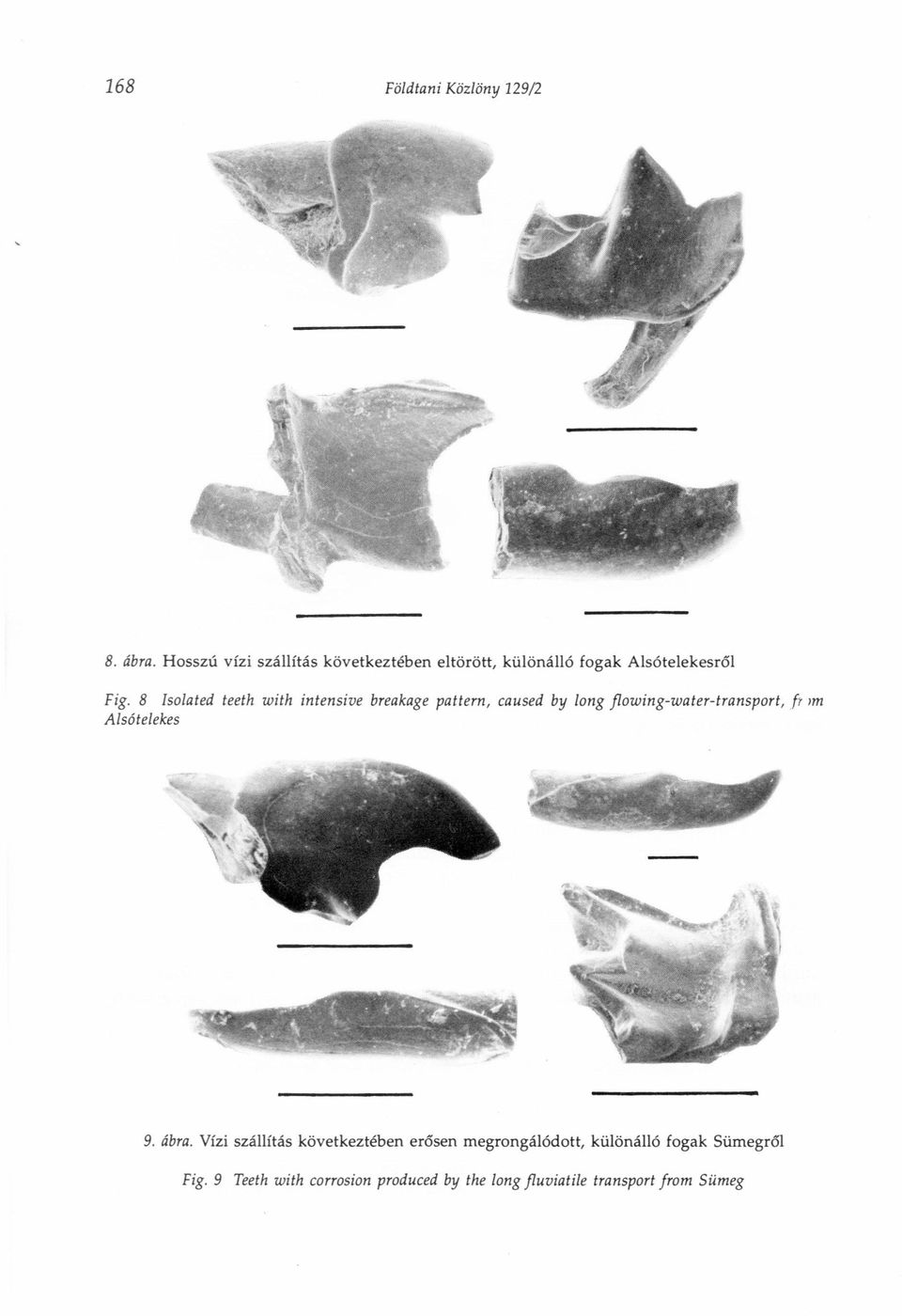 8 Isola ted teeth with intensive breakage pat/ern, caused by long flounng-urater-transport, fr Im