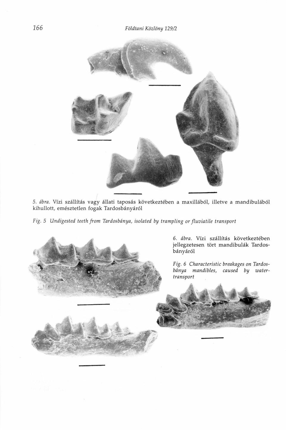 emésztetlen fogak Tardosbányáról Fig.