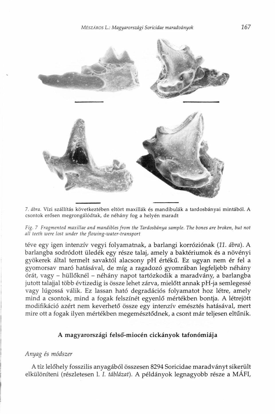 The bones are broken, but not ali teeth were Iost under the flowing-water-transport téve egy igen intenzív vegyi folyamatnak, a barlangi korróziónak (11. ábra).