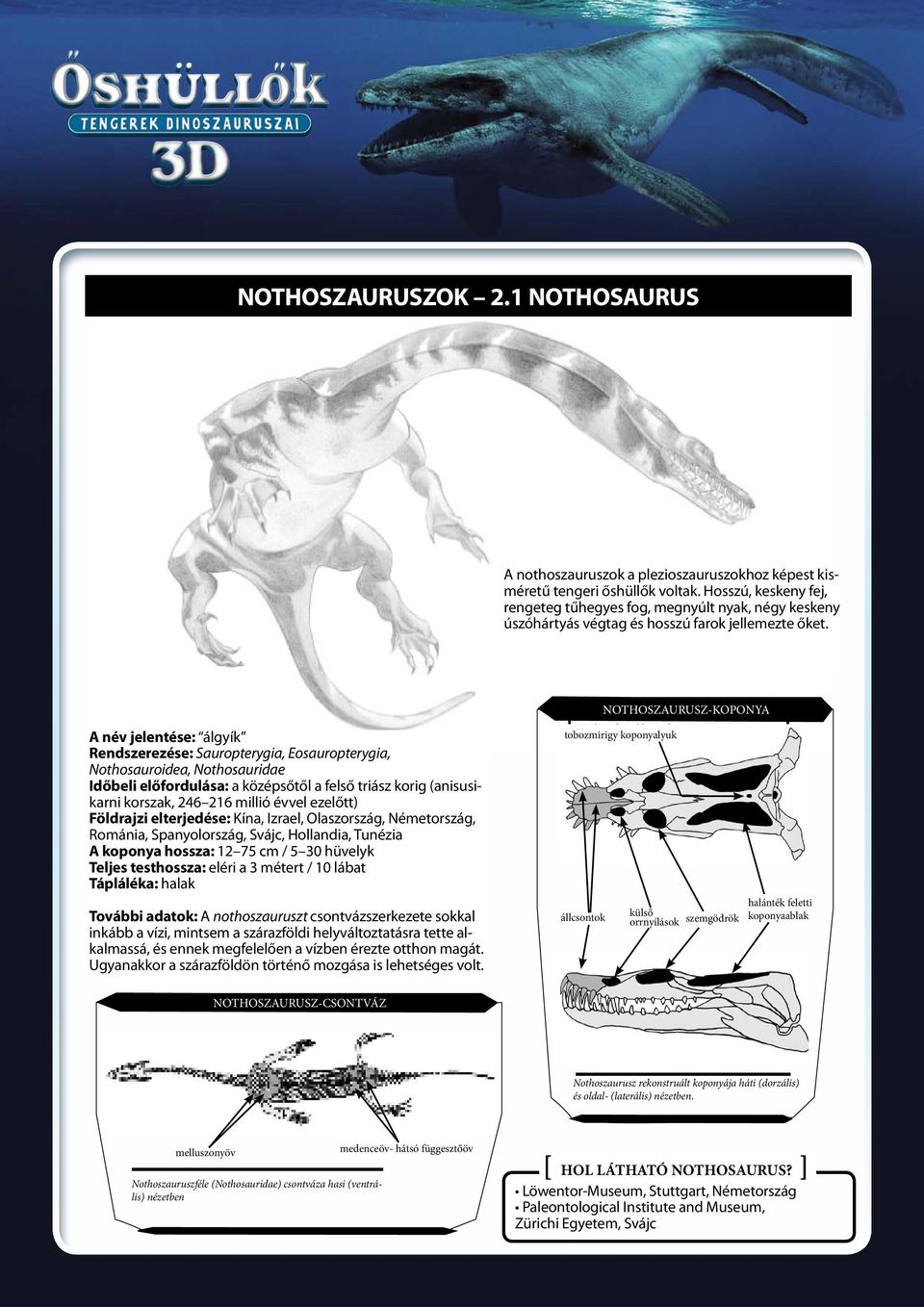 NOTHOSZAURUSZ-KOPONYA A név jelentése: álgyík Rendszerezése: Sauropterygia, Eosauropterygia, Nothosauroidea, Nothosauridae Időbeli előfordulása: a középsőtől a felső triász korig (anisusikarni