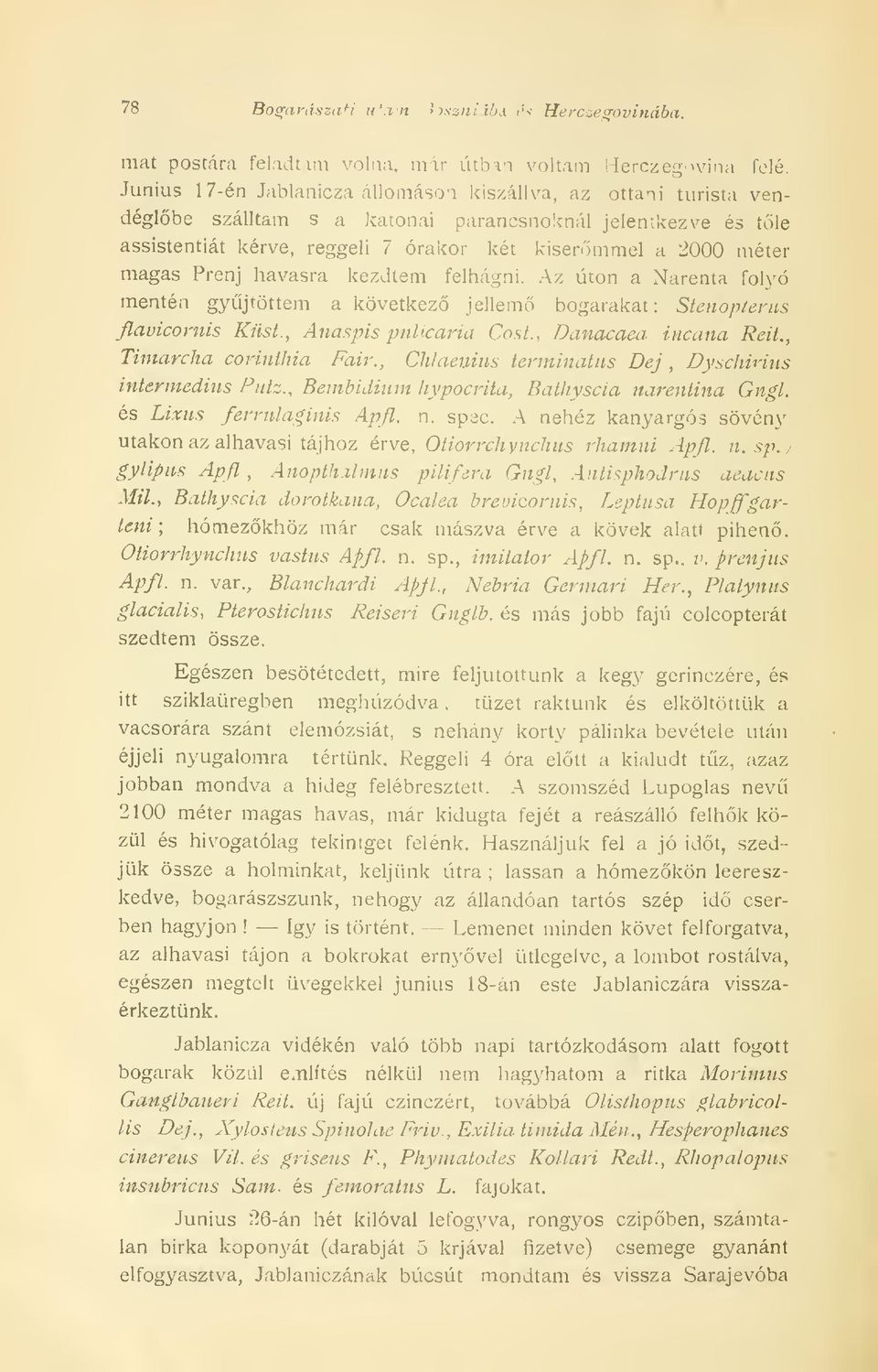 Prenj havasra kezdtem felhágni. Az úton a Narenta folyó mentén gyjtöttem a következ jellem bogarakat: Stenopterns flavicomis Küst., Anaspis pulicaria Cost.