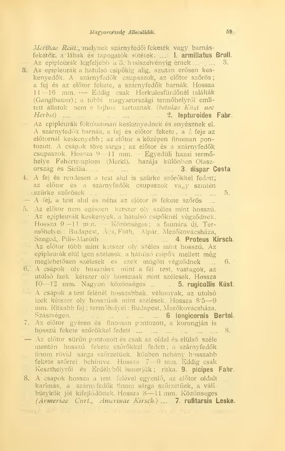 Hossza 11 16 mm. Eddig csak Herkulesfürdnél találták (Ganglbauer) ; a többi magyarországi termhelyrl említett állatok nem e fajhoz tartoznak, {betiüae Küst. nec Herbst)..........._. 2.