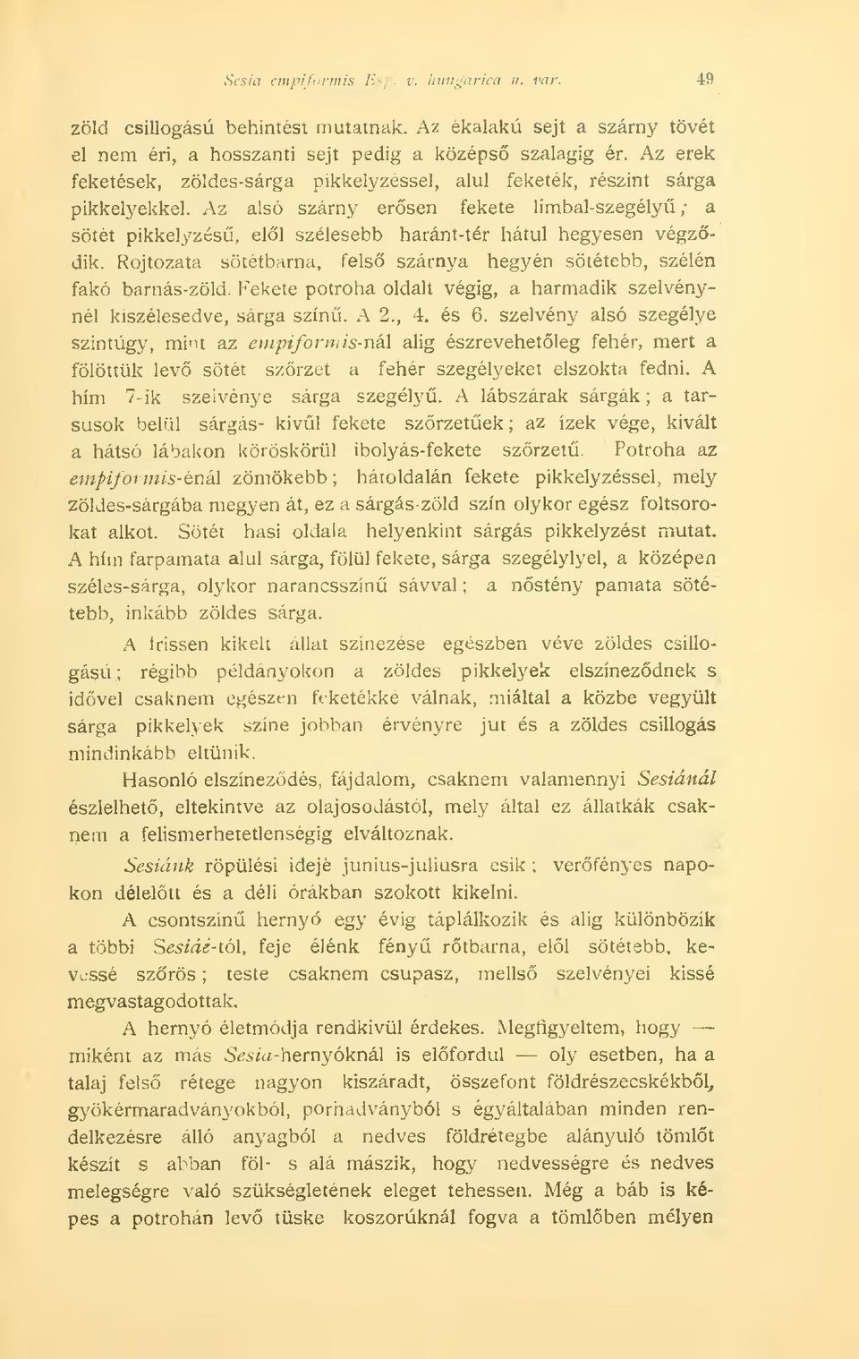 Az alsó szárny ersen fekete limbal-szegély ; a sötét pikkelyzés, ell szélesebb haránt-tér hátul hegyesen végzdik. Rojtozata sötétbarna, fels szárnya hegyén sötétebb, szélén fakó barnás-zöld.