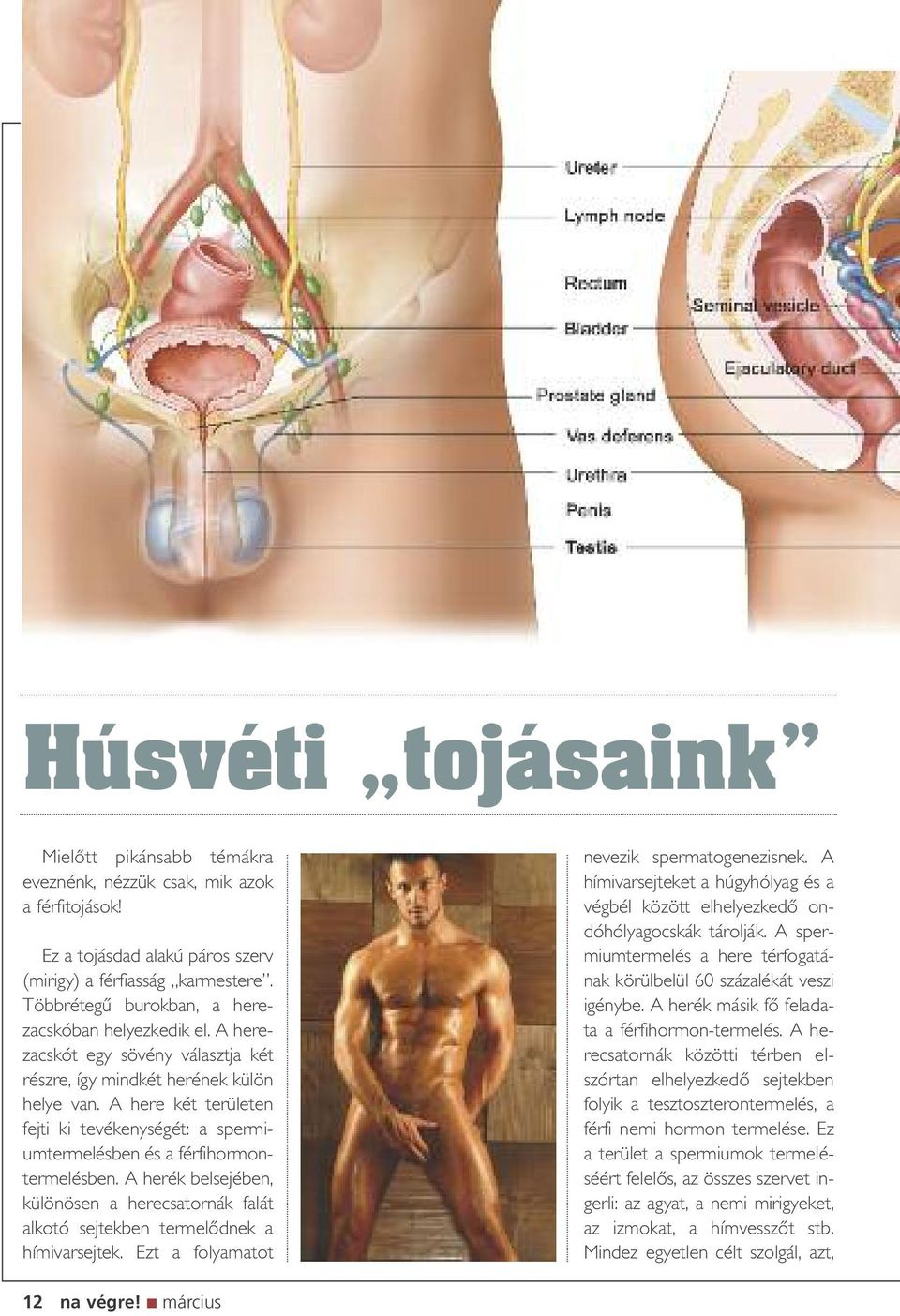 A here két területen fejti ki tevékenységét: a spermiumtermelésben és a férfihormontermelésben. A herék belsejében, különösen a herecsatornák falát alkotó sejtekben termelôdnek a hímivarsejtek.