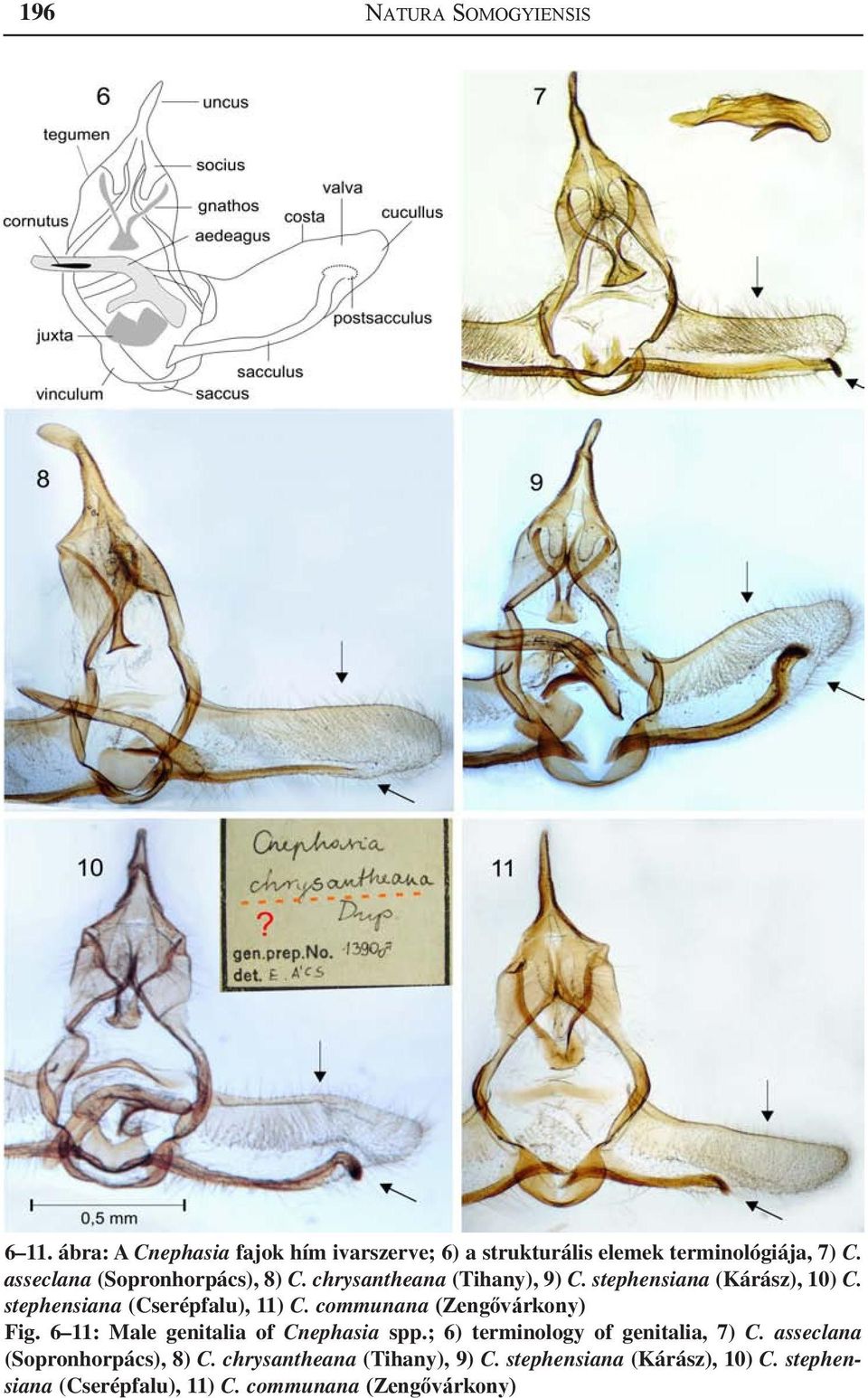 stephensiana (Cserépfalu), 11) C. communana (Zengővárkony) Fig. 6 11: Male genitalia of Cnephasia spp.