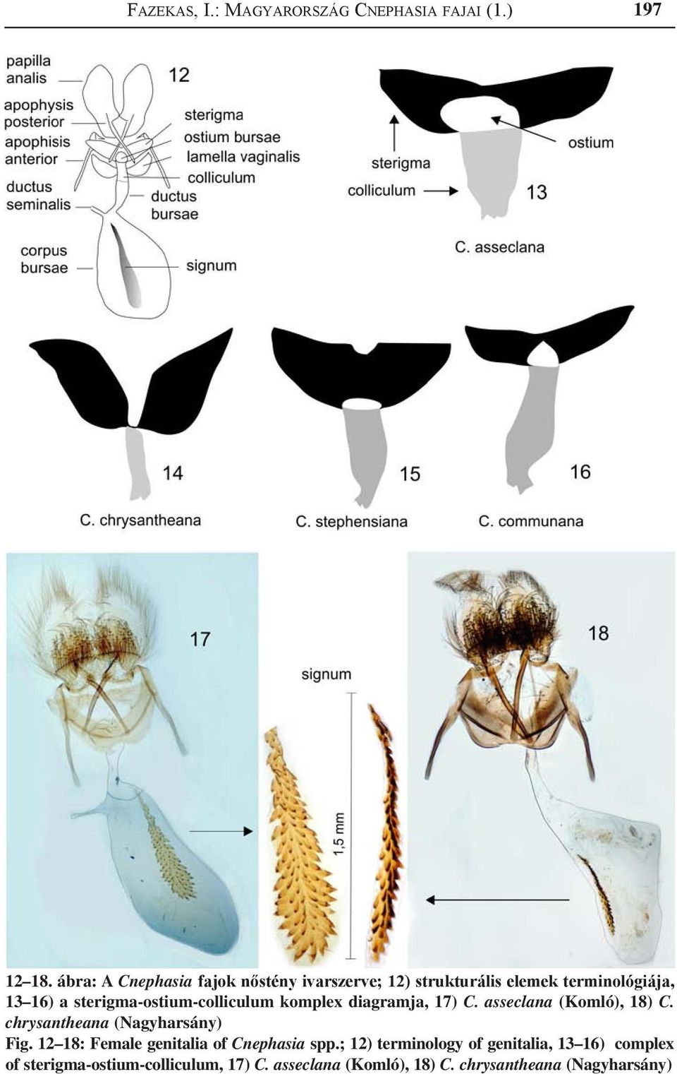 sterigma-ostium-colliculum komplex diagramja, 17) C. asseclana (Komló), 18) C. chrysantheana (Nagyharsány) Fig.