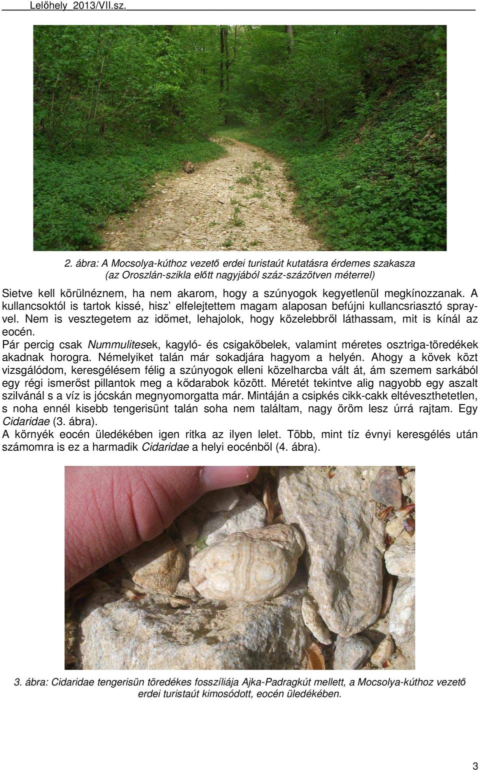 Nem is vesztegetem az időmet, lehajolok, hogy közelebbről láthassam, mit is kínál az eocén. Pár percig csak Nummulitesek, kagyló- és csigakőbelek, valamint méretes osztriga-töredékek akadnak horogra.