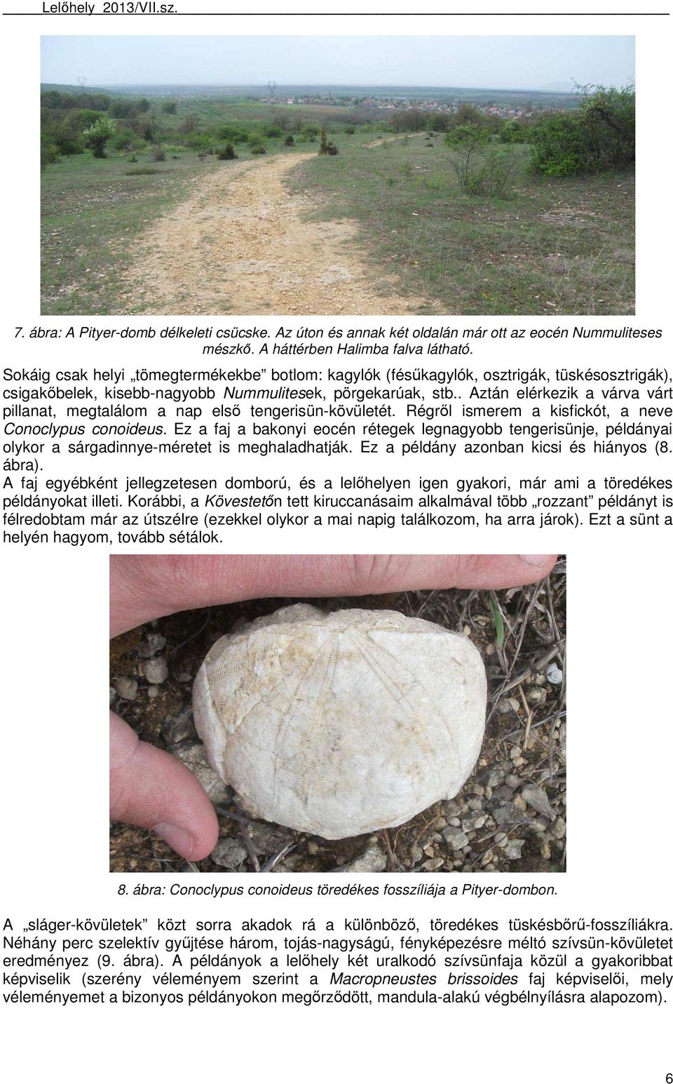 . Aztán elérkezik a várva várt pillanat, megtalálom a nap első tengerisün-kövületét. Régről ismerem a kisfickót, a neve Conoclypus conoideus.