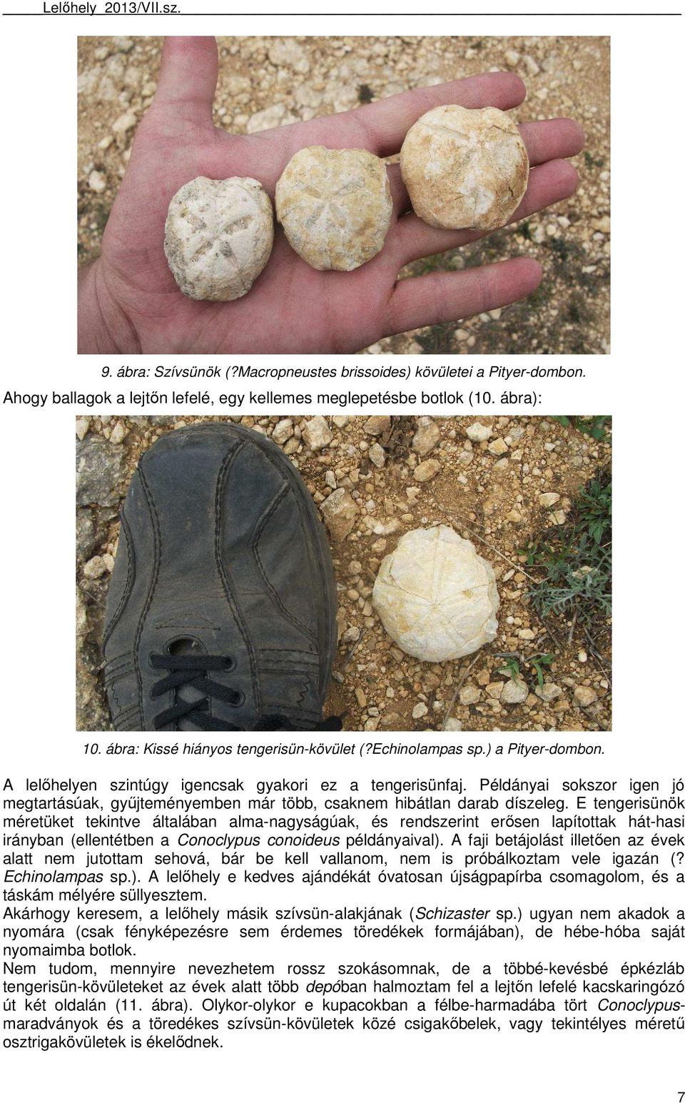 E tengerisünök méretüket tekintve általában alma-nagyságúak, és rendszerint erősen lapítottak hát-hasi irányban (ellentétben a Conoclypus conoideus példányaival).