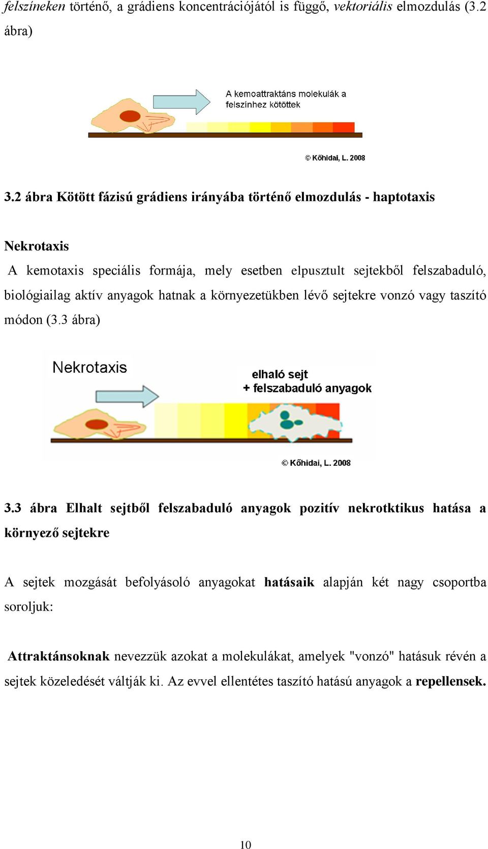 aktív anyagok hatnak a környezetükben lévő sejtekre vonzó vagy taszító módon (3.3 ábra) 3.